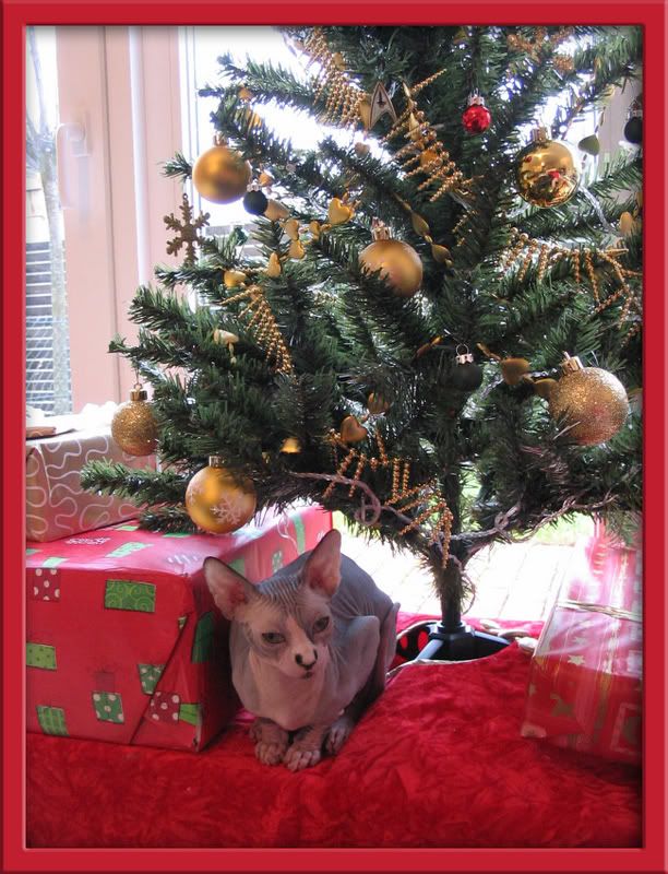 Dragonheart under the Christmas tree 2006