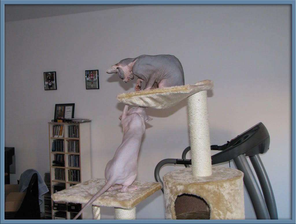 Dragonheart and Merlin on the Cat Tree