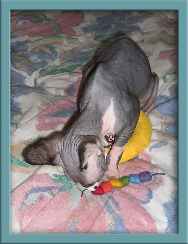 Dragonheart with his colourful worm toy