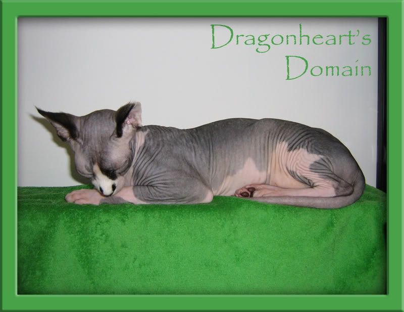 Dragonheart asleep on the radiator