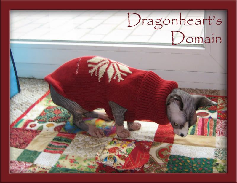 Dragonheart wearing his winter sweater