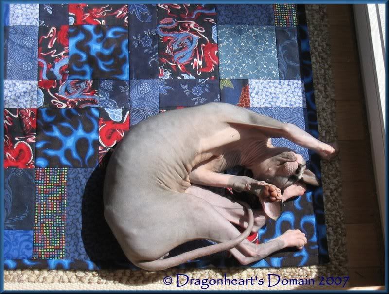 Dragonheart on his quilt