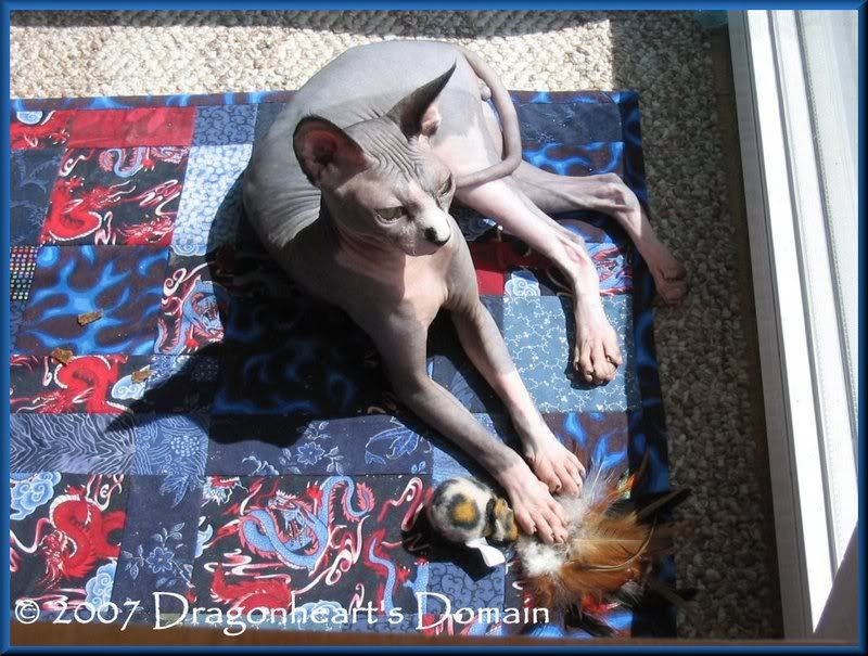 Dragonheart on his Gizzy Quilt