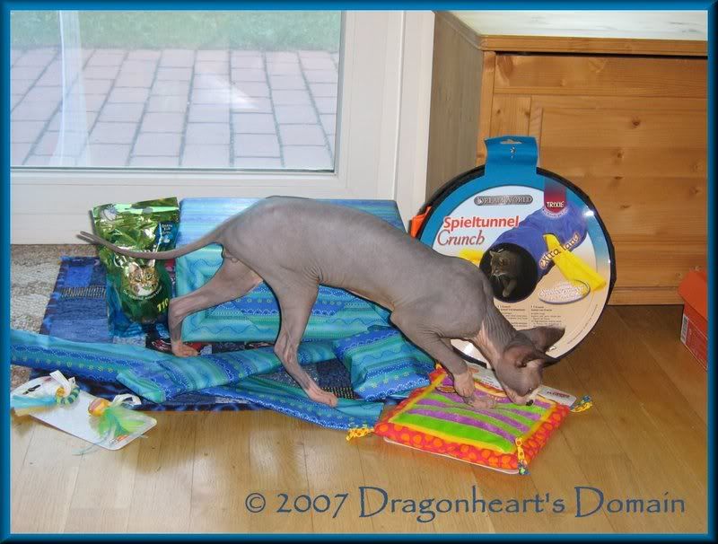 Dragonheart checking out his birthday gifts