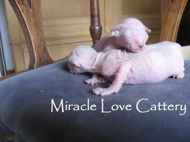 Male Sphynx Kittens - Miracle Love Cattery