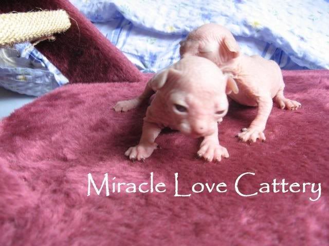 Male Sphynx Kittens - Miracle Love Cattery