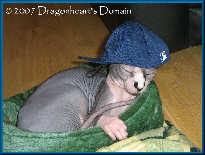 Dragonheart wearing his Yankees Ball Cap