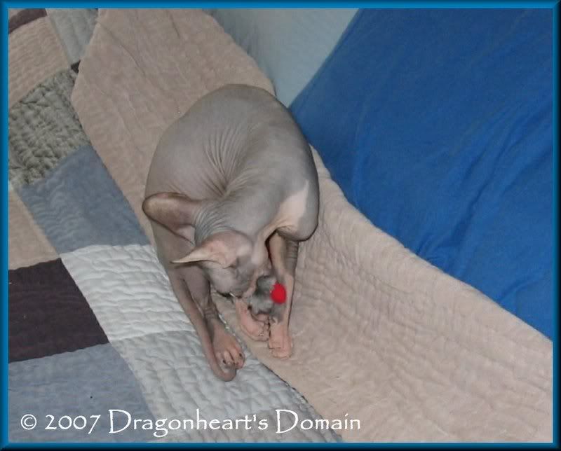Dragonheart playing with a toy mouse