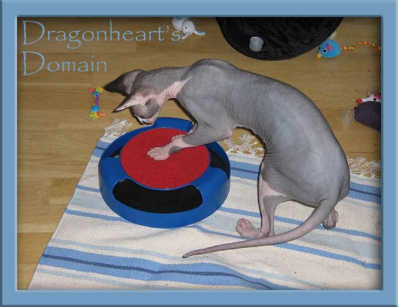 Dragonheart Playing
