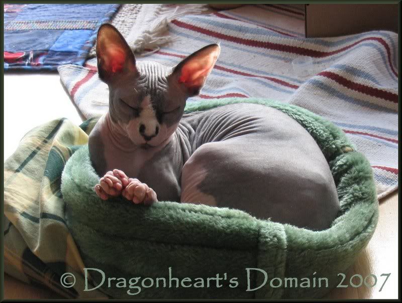 Dragonheart in his sleeping bag