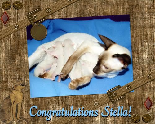 Congratulations Stella