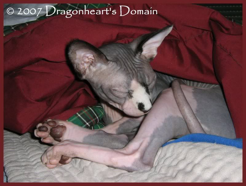 Dragonheart under the covers