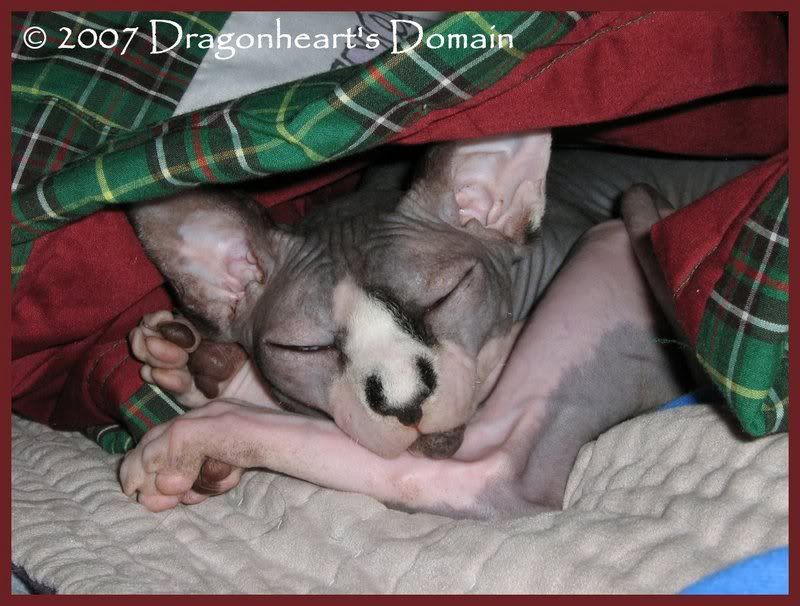 Dragonheart under the covers