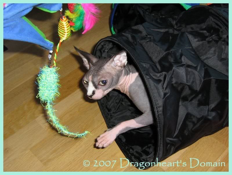 Dragonheart in his tunnel