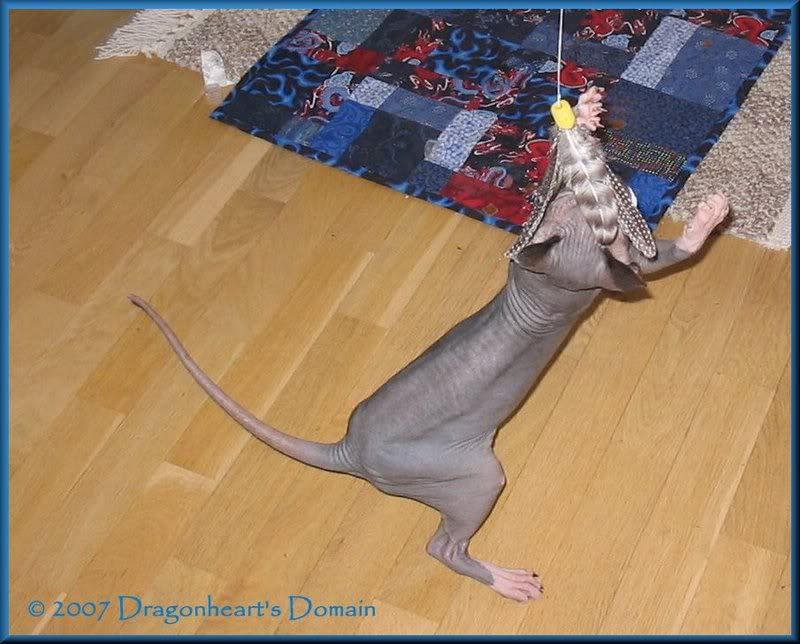 Dragonheart playing with the Whirlybird toy