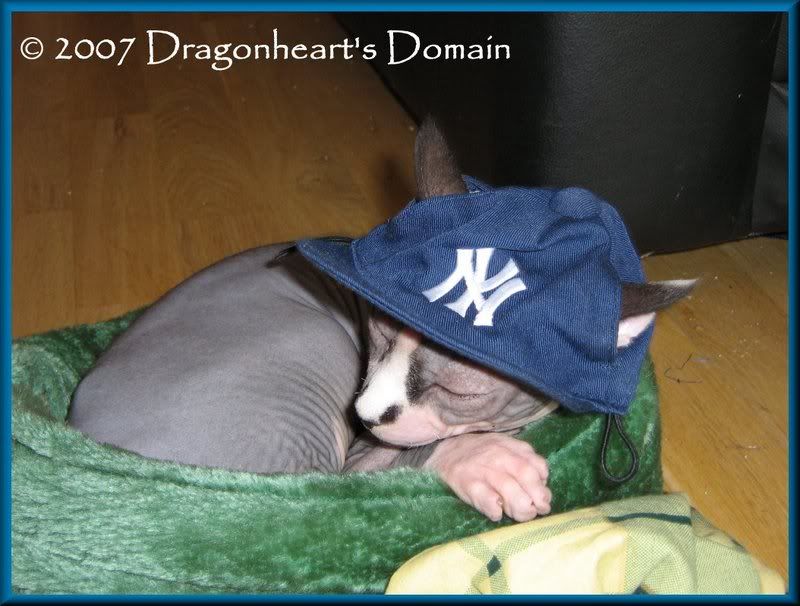 Dragonheart wearing his Yankees Ball Cap
