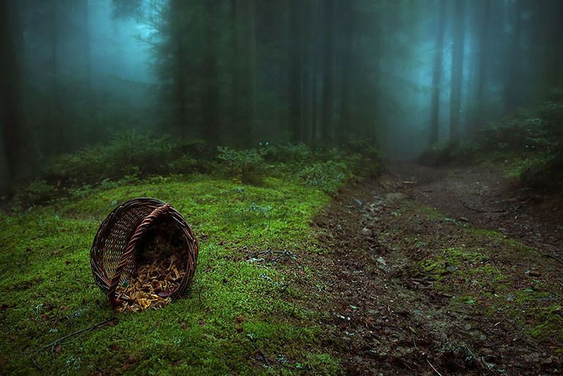 http://i140.photobucket.com/albums/r24/RKANYZ/beautiful-mysterious-forests-wcth13.jpg
