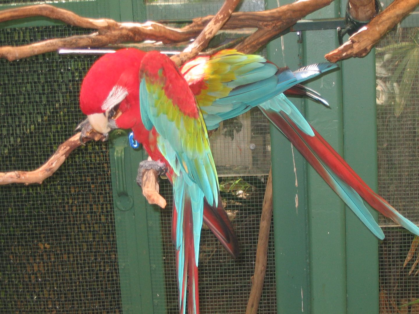 colorful parrots photo: pretty colorful parrots fbb6.jpg