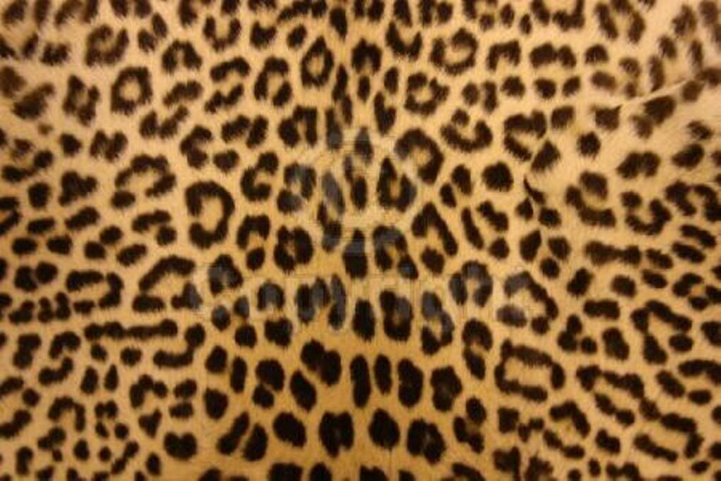 animal print backgrounds for desktop. leopard print myspace