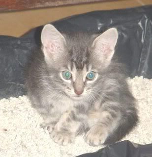 Gato