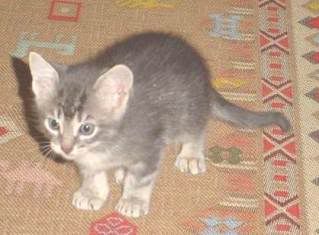 gato