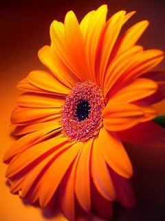 gerbera