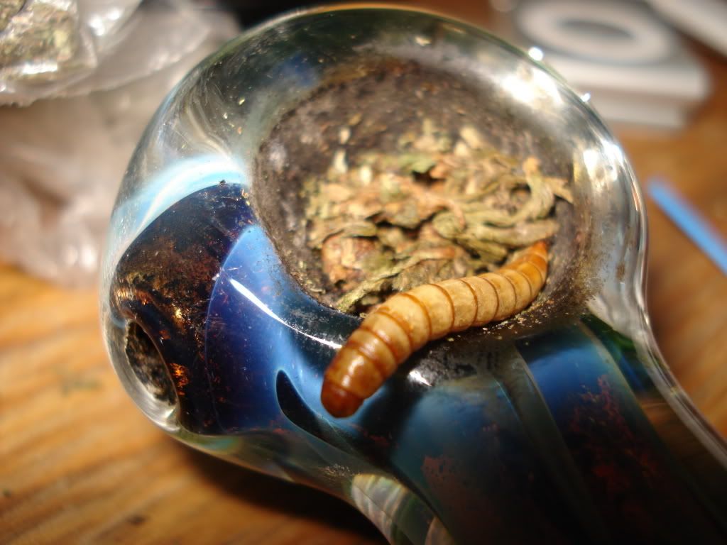 thc worm