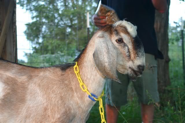 Bow-chicka-bow! - Goats