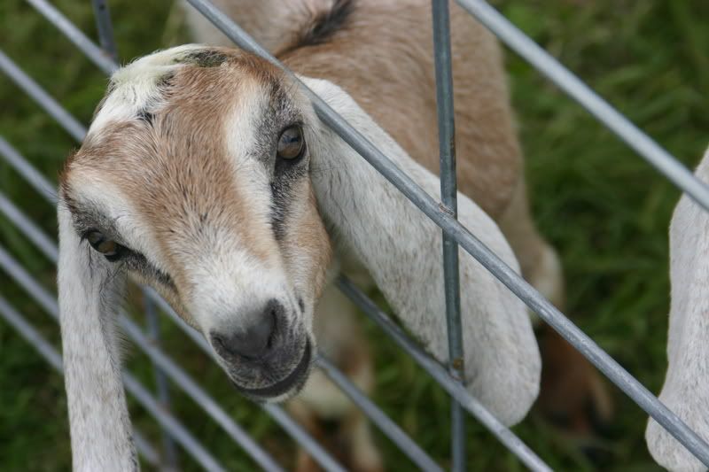 Try to beat this picture all!! - Goats