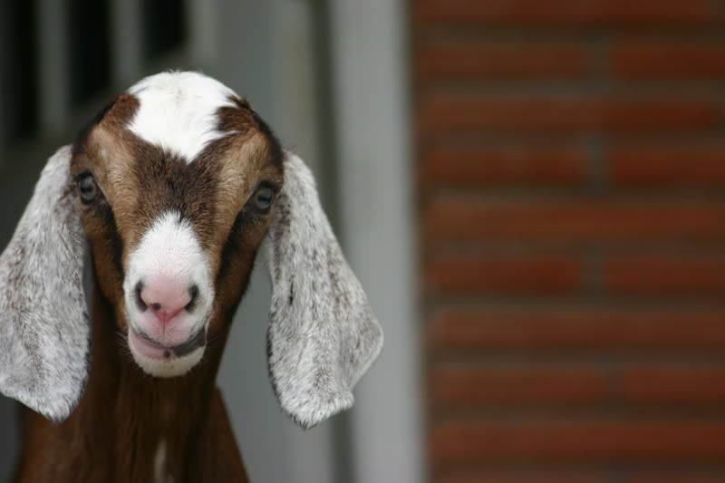 Try to beat this picture all!! - Goats