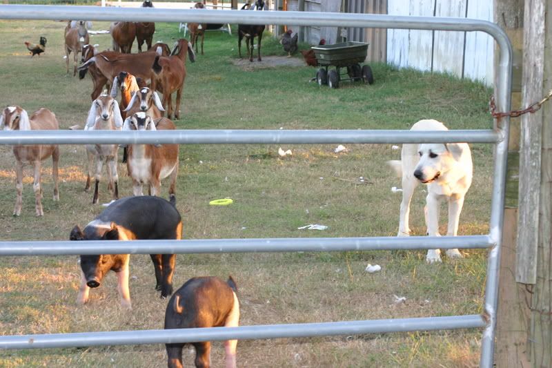 herd photo - as long as we're sharing - Goats