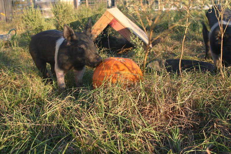 help with pig shelter - Homesteading Questions