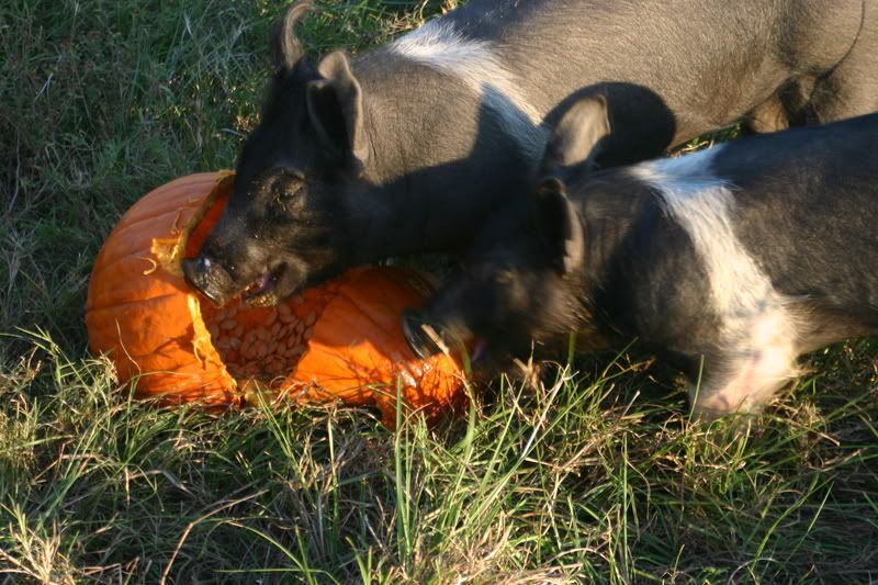 Pigs Love Halloween - Photos - Pigs