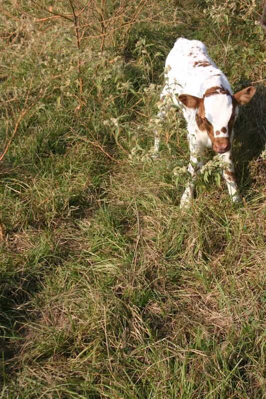 Found this in our pasture today - Cattle