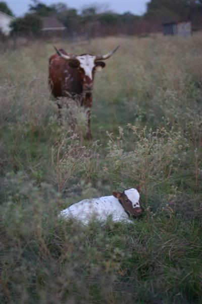 Found this in our pasture today - Cattle