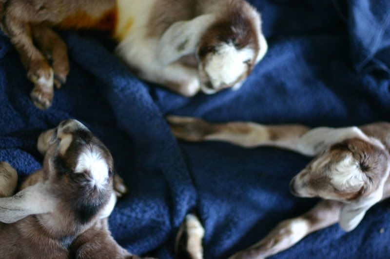 First Birth We Missed - Goats