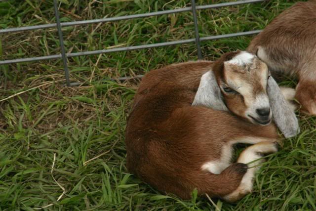 Nubian Doelings for Sale - TX - Goats