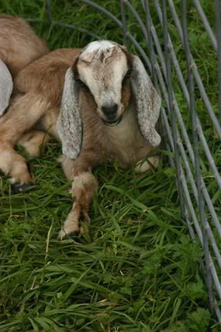Nubian Doelings for Sale - TX - Goats