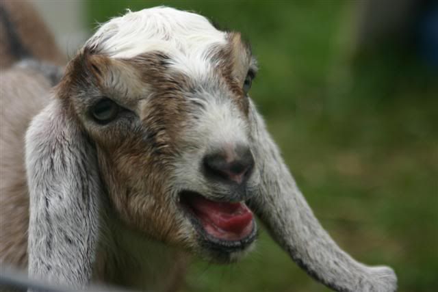 Nubian Doelings for Sale - TX - Goats