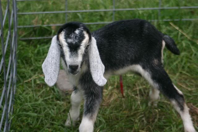 Nubian Doelings for Sale - TX - Goats