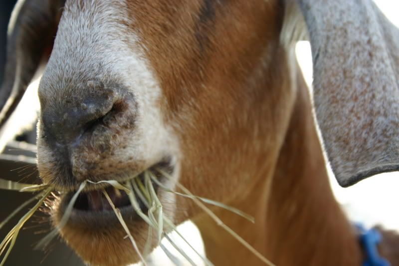 Could this be soremouth orf? - Goats
