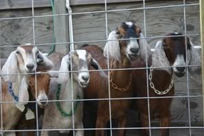 Milking a first freshner? - Goats