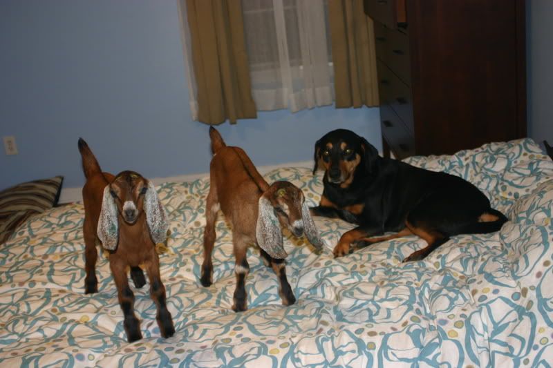 Let's see your goats in the house photos - Goats