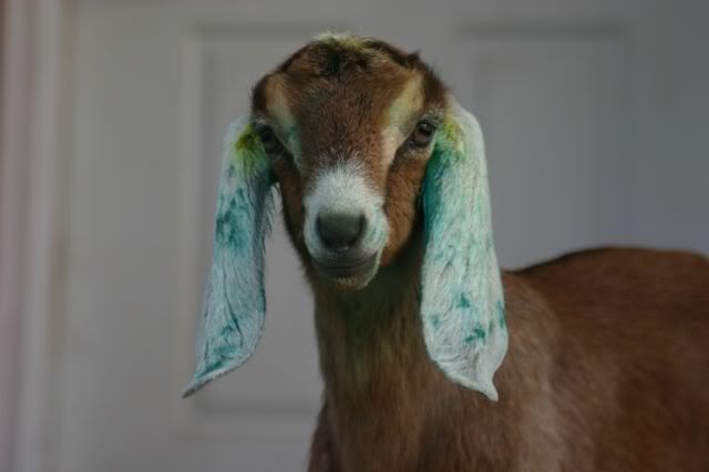 Try to beat this picture all!! - Goats