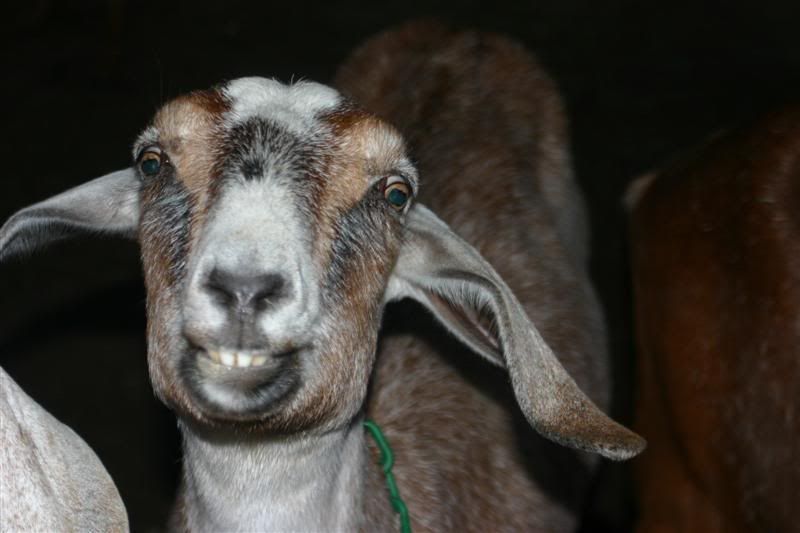 Goofy Goat Picture - Goats