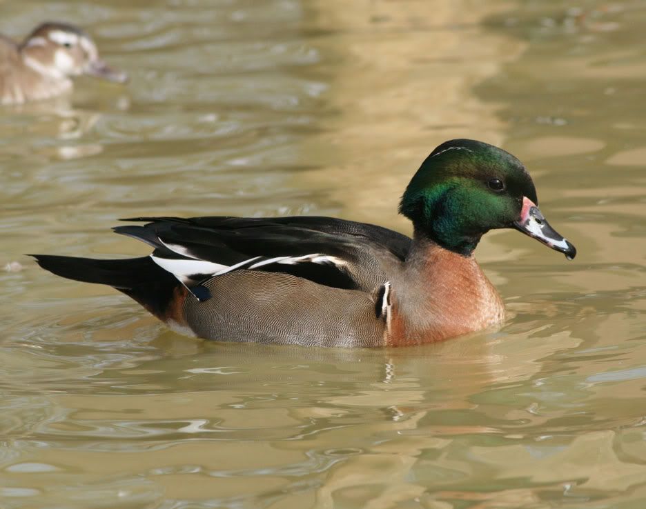 mallard pintail hybrid