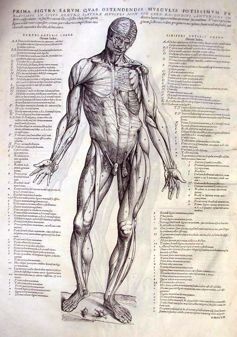 http://i140.photobucket.com/albums/r3/kwistenbiebel1/Vesalius9.jpg