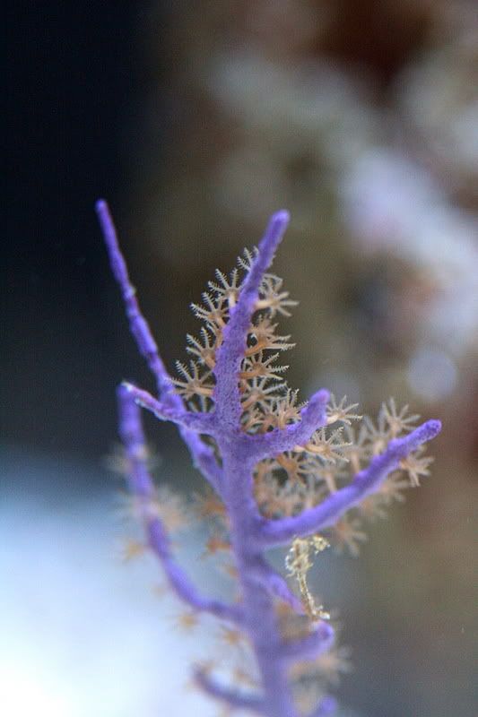 IMAGE: http://i140.photobucket.com/albums/r30/rotti4130/IMG_1805.jpg