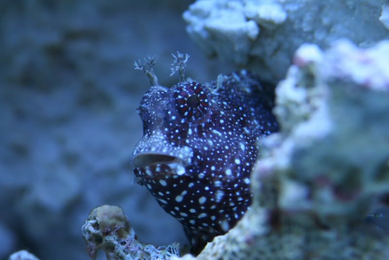IMAGE: http://i140.photobucket.com/albums/r30/rotti4130/blenny.jpg