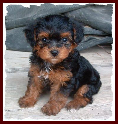 Yorkiepoo Classified Ad - Indianapolis Dogs and Puppies For Sale | InetGiant 